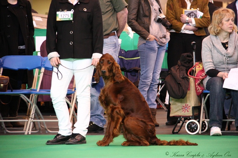 Crufts2011 215.jpg